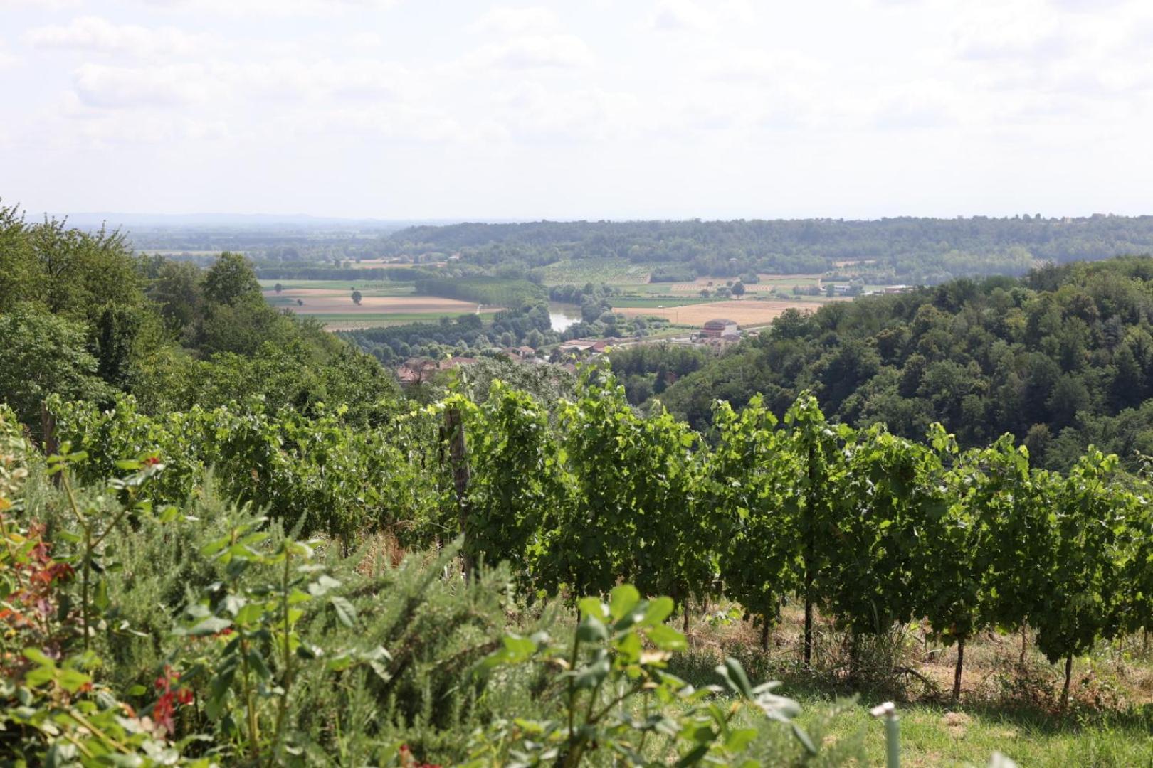 Braida Wine Resort Rocchetta Tanaro Kültér fotó